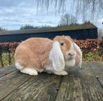 Raszuivere franse hangoor voedster, Dieren en Toebehoren, Konijnen, Vrouwelijk, Groot, Hangoor, 0 tot 2 jaar