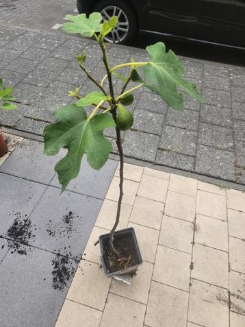 Vijgenboom beschikbaar voor biedingen