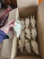 10 Reeën schedels - Natuurlijke decoratie, Ophalen of Verzenden, Gebruikt, Hert, Schedel