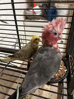 Tamme rose kaketoe en valkparkiet, Dieren en Toebehoren, Vogels | Parkieten en Papegaaien, Meerdere dieren, Papegaai, Geringd