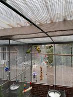 Bonte boeren, Dieren en Toebehoren, Vogels | Toebehoren, Ophalen of Verzenden