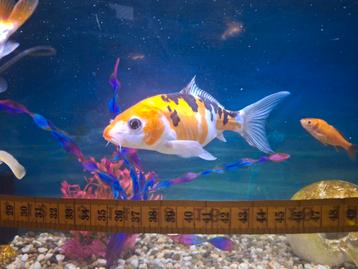 Koi for sale beschikbaar voor biedingen