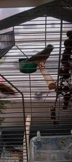 Koppel kanaries te koop, Dieren en Toebehoren, Meerdere dieren, Kleurkanarie