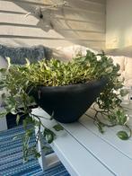 Ecri plantenschaal voor binnen Kopenhagen krijtzwart, Ophalen, Halfschaduw, Minder dan 100 cm