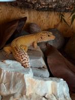 Volwassen Luipaard Gekko - Super Hypo Tangerine, Dieren en Toebehoren, Hagedis, Met terrarium, 3 tot 6 jaar