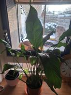 Mooie Vredeslelie (Spathiphyllum) kamerplant, Huis en Inrichting, Kamerplanten, Ophalen of Verzenden