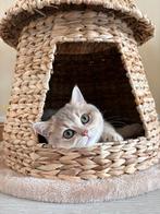 Britse korthaar kitten te koop, Dieren en Toebehoren, Katten en Kittens | Raskatten | Korthaar, 0 tot 2 jaar, Gechipt, Poes