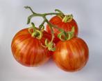 Tomaten plant  Tigerella tomaat pommodori, Tuin en Terras, Kweekspullen, Nieuw, Overige typen, Ophalen