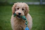 Golden doodle pups, Dieren en Toebehoren, Honden | Niet-rashonden, Rabiës (hondsdolheid), Meerdere, 8 tot 15 weken, Meerdere dieren