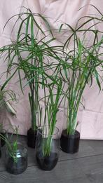 Prachtige Parapluplanten/Papyrus planten, Huis en Inrichting, Kamerplanten, Minder dan 100 cm, Ophalen of Verzenden, Halfschaduw