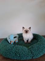 Prachtige en lieve ragdoll kittens, Meerdere dieren, Gechipt, 0 tot 2 jaar