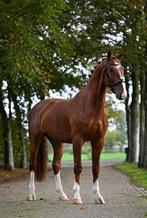 3-jarige betrouwbare ruin aangeboden, Dieren en Toebehoren, Paarden, Gechipt, Ruin, Zadelmak, 3 tot 6 jaar