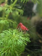 Vuurgarnalen, Dieren en Toebehoren, Vissen | Aquariumvissen, Kreeft, Krab of Garnaal, Zoetwatervis, Schoolvis
