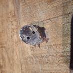 Swarovski varkentje. Mist een pootje, Ophalen of Verzenden, Gebruikt, Figuurtje