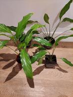 Kamerplant Lepelplant (Spathiphyllum) - luchtzuiverend, Huis en Inrichting, Kamerplanten, Overige soorten, Minder dan 100 cm, Ophalen of Verzenden