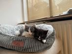 Ik heb 6 kittens. Wie wil er voor ze zorgen?, Dieren en Toebehoren, Katten en Kittens | Overige Katten, Geslacht onbekend