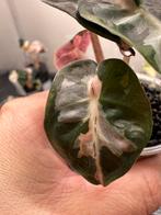 Alocasia heart balloon albo/pink variegata, Huis en Inrichting, Kamerplanten, Ophalen of Verzenden, Halfschaduw, Minder dan 100 cm