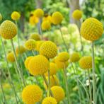 Craspedia Globulosa zaden, Ophalen of Verzenden, Voorjaar, Volle zon, Zaad