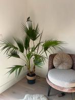 Waaierpalm Mexicaanse palmboom 150cm hoog met pot kamerplant, Ophalen, Overige soorten, 150 tot 200 cm