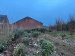 Elaeagnes struiken, Tuin en Terras, Planten | Bomen, In pot, Overige soorten, Bloeit niet, Ophalen of Verzenden