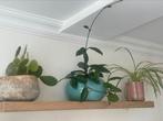 Konijnencactus (Opuntia), hoya, graslelie stekjes, Huis en Inrichting, Kamerplanten, Ophalen of Verzenden, Cactus, Minder dan 100 cm