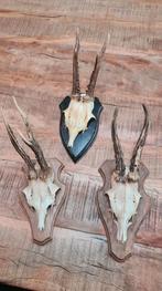 Herten gewei. Klein., Vis