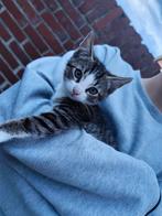 Lieve kittens te koop – 3 maanden oud!, Dieren en Toebehoren, Katten en Kittens | Overige Katten, Meerdere dieren, 0 tot 2 jaar