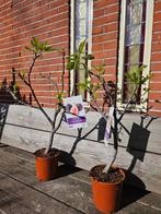 Vijgbomen in alle maten, dunne en dikkere stam, Tuin en Terras, Planten | Bomen, Ophalen of Verzenden, Zomer, Volle zon, Overige soorten