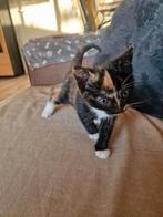2 schattige kittens ( lapjes gereserveerd), Dieren en Toebehoren, Katten en Kittens | Overige Katten, Meerdere dieren