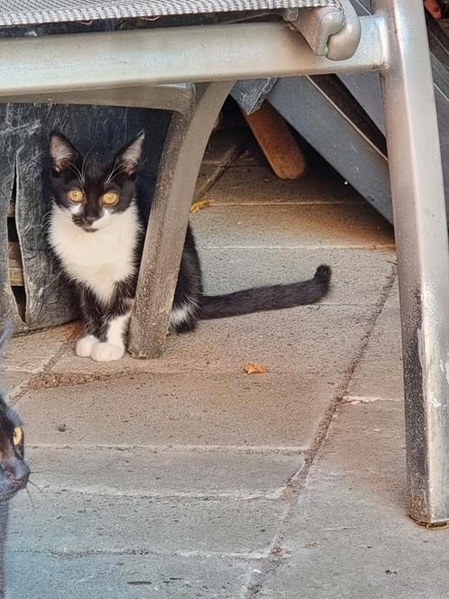 Kittens, Dieren en Toebehoren, Katten en Kittens | Overige Katten, Poes