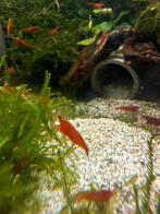 Red cherry shrimp, Dieren en Toebehoren, Vissen | Aquariumvissen, Kreeft, Krab of Garnaal, Zoetwatervis