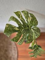 Monstera Thai Constellation starlight- Zeldzame kamerplant, Ophalen of Verzenden