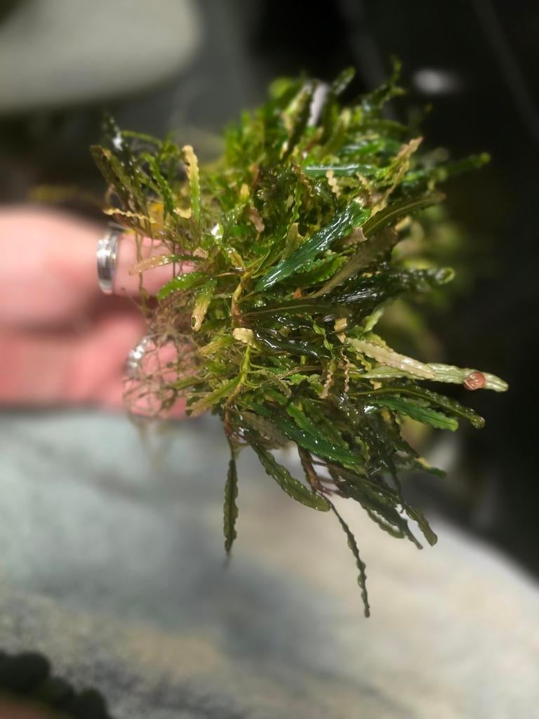 Aquarium plant, Dieren en Toebehoren, Vissen | Aquaria en Toebehoren, Ophalen of Verzenden, Plant(en), Steen of Hout