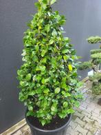 Camelia zuilvorm extra maat, Halfschaduw, Overige soorten, Lente, 100 tot 250 cm