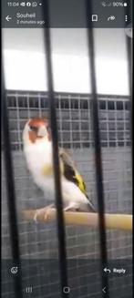 Te koop majoor witte kel met witte nagel 2024, Dieren en Toebehoren, Vogels | Overige Vogels, Meerdere dieren, Tropenvogel