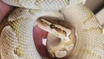 Lesser female python regius, Slang, 3 tot 6 jaar
