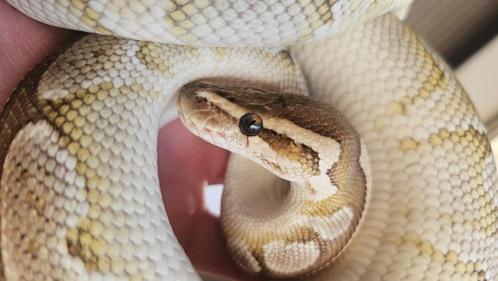 Lesser female python regius, Dieren en Toebehoren, Reptielen en Amfibieën, Slang, 3 tot 6 jaar