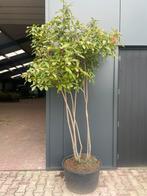 Photinia glansmispel meerstammig 250 cm hoog nu euro 250,-., Ophalen of Verzenden, Overige soorten, Struik, 250 cm of meer