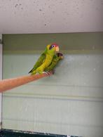 Kweekkoppel iris lori, Dieren en Toebehoren, Meerdere dieren, Papegaai, Geringd
