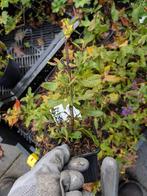 Salvia nemrosa caradonna- Salie p9, Volle zon, Vaste plant, Zomer, Ophalen