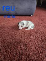 Mooie jack russell pups, November, Meerdere dieren