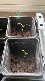 Tomaten zaailing black en red boar, Tuin en Terras, Planten | Tuinplanten, Ophalen