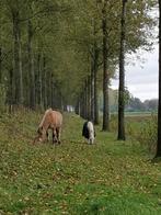 Verzorgster aangeboden, Dieren en Toebehoren, Ophalen of Verzenden, Nieuw