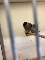 Te Koop: Goudvinken, Dieren en Toebehoren, Vogels | Overige Vogels, Meerdere dieren, Wildzangvogel, Geringd