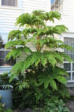 Tetrapanax - 30+ cm - Winterhard & zeer grote bladeren, Volle zon, Vaste plant, Bloeit niet, Ophalen