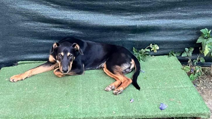 Help Pets Adoptie Honden uit Bosnie, Dieren en Toebehoren, Honden | Niet-rashonden, Middel, Reu, Particulier, Meerdere, Buitenland