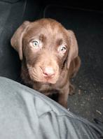Labrador pup, Reu, 8 tot 15 weken, Labrador retriever, Eén hond