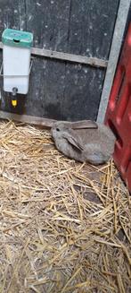 Vlaamse reus voedster te koop, Dieren en Toebehoren, Konijnen, Vrouwelijk, Groot, 0 tot 2 jaar