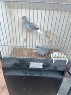 Koppel diamant duifjes 2025, Dieren en Toebehoren, Vogels | Duiven, Meerdere dieren, Overige soorten