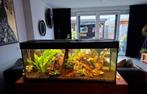 Juwel 240 aquarium, Dieren en Toebehoren, Vissen | Aquaria en Toebehoren, Ophalen, Gevuld zoetwateraquarium